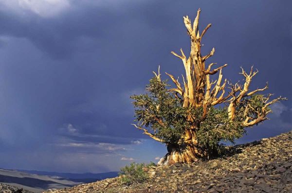 California, White Mts Bristlecone pine tree